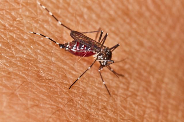 Ove èetiri grupe ljudi najviše privlaèe komarce